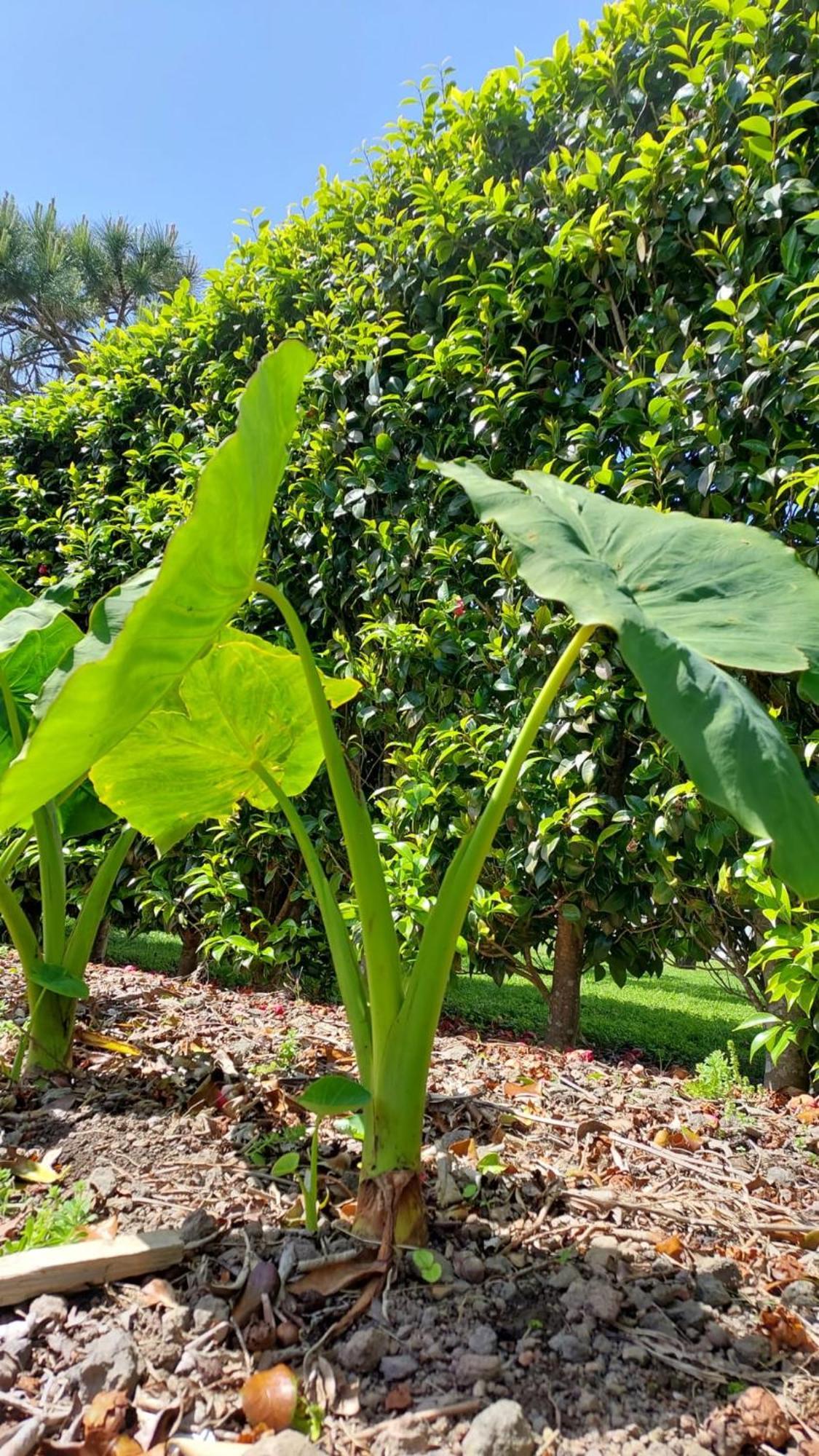 Retiro Das Camelias 1 Lajes das Flores المظهر الخارجي الصورة