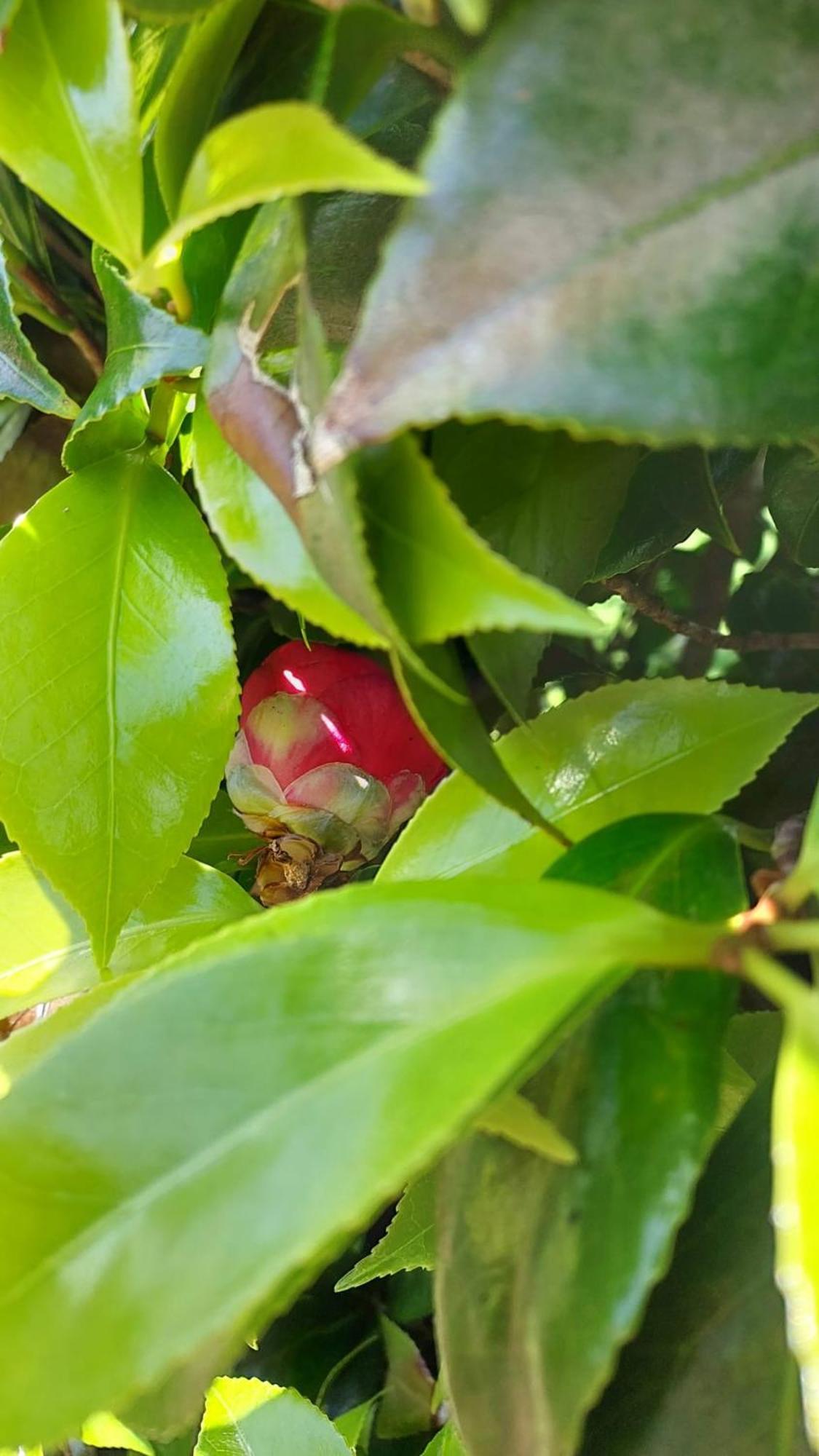 Retiro Das Camelias 1 Lajes das Flores المظهر الخارجي الصورة