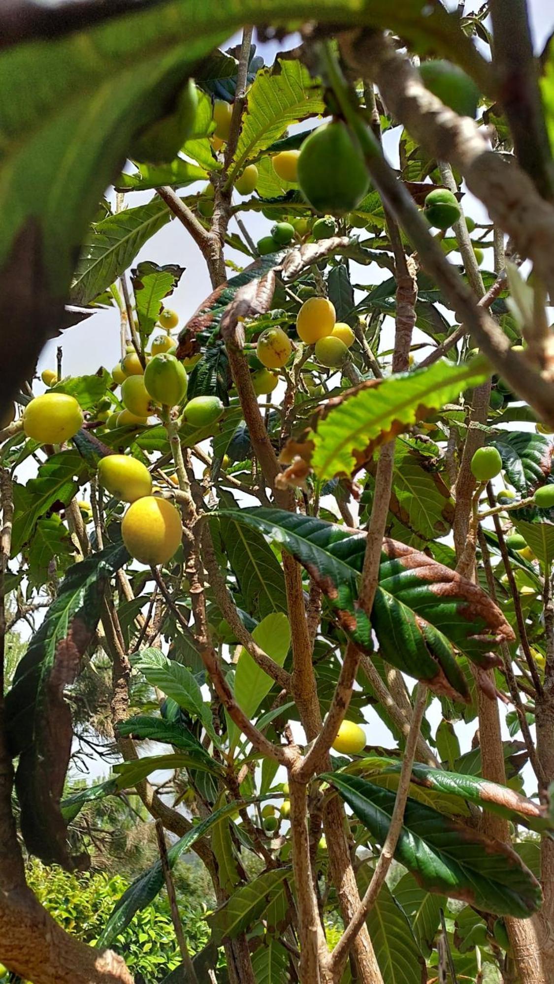 Retiro Das Camelias 1 Lajes das Flores المظهر الخارجي الصورة