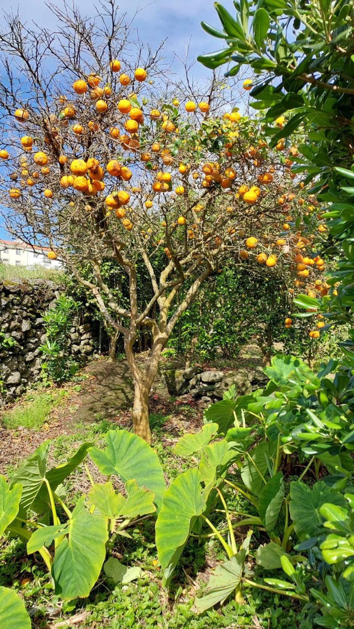 Retiro Das Camelias 1 Lajes das Flores المظهر الخارجي الصورة