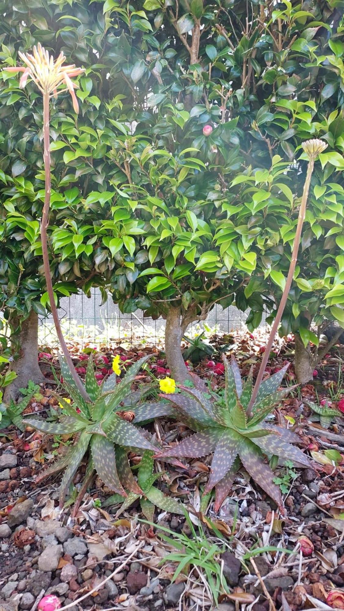 Retiro Das Camelias 1 Lajes das Flores المظهر الخارجي الصورة